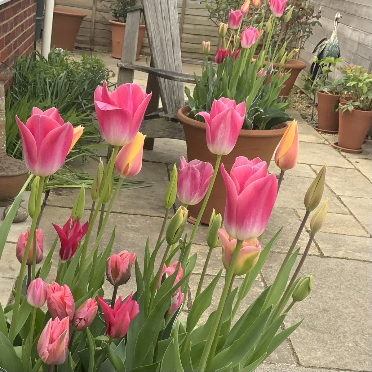rosesukroses's tweet image. #pink #tulips warming up a chilly #Saturday
Dithered for ages making this bulb selection - am rather pleased with the result!
Dynasty, Blushing Lady, Doll’s Minuet, Artist, Pretty Princess. #geeteebulbs 
Welcome home #ArtemisII 🌎 
Have a good weekend everyone. #GardeningX