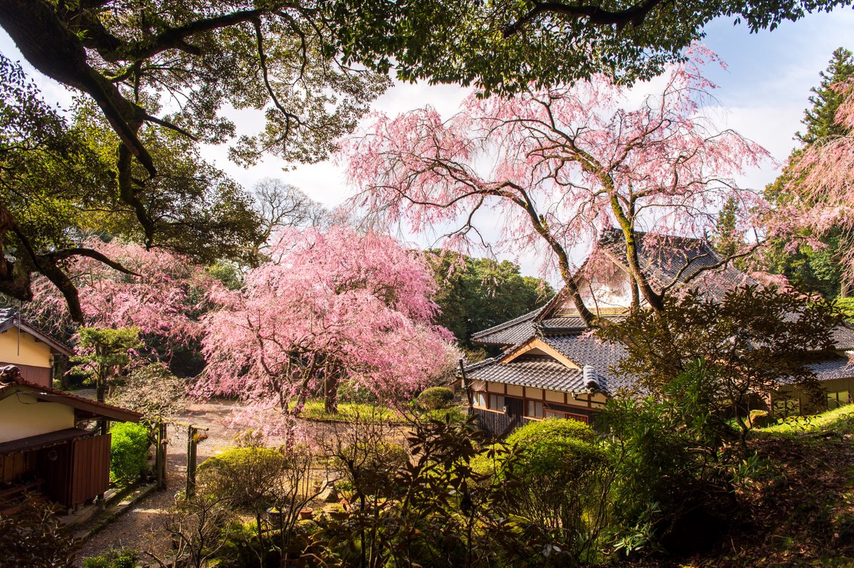 美祢市の南原寺です　訪れたのは4月5日でしたが、枝垂れ桜は八分咲きぐらいでした
 #nikon #D780 #photography #写真 #桜 #cherryblossom #枝垂れ桜 #美祢市 #南原寺