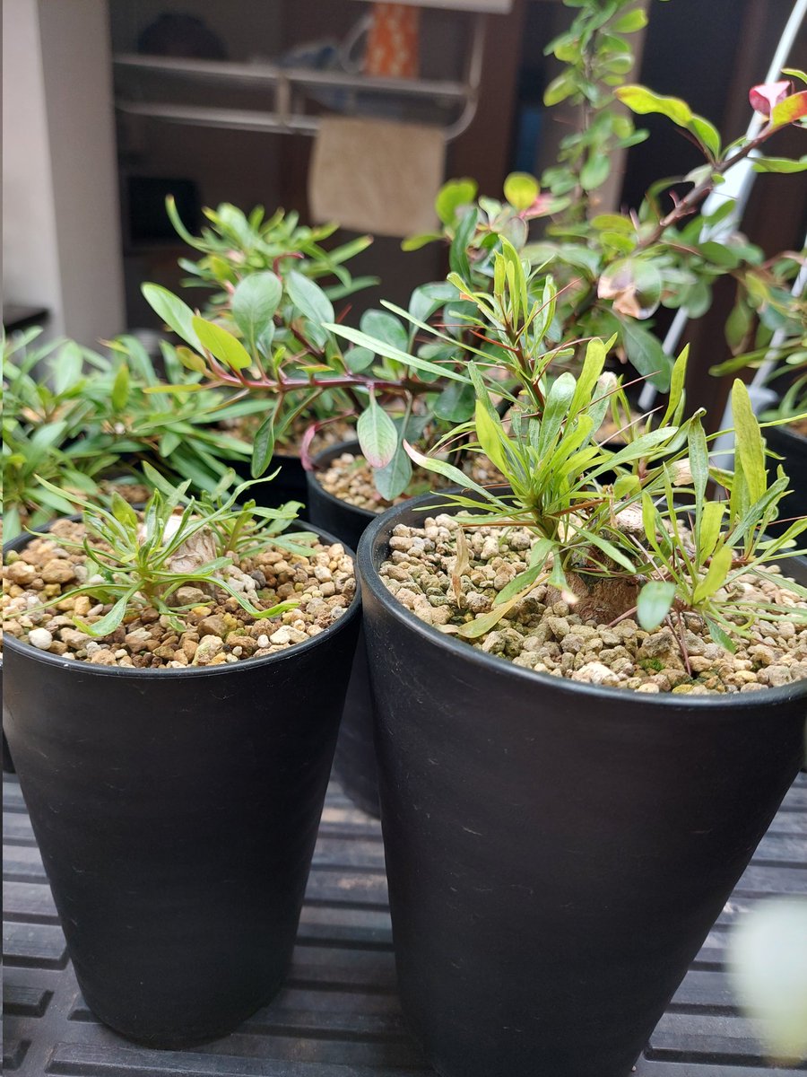 すれっしー tweet media