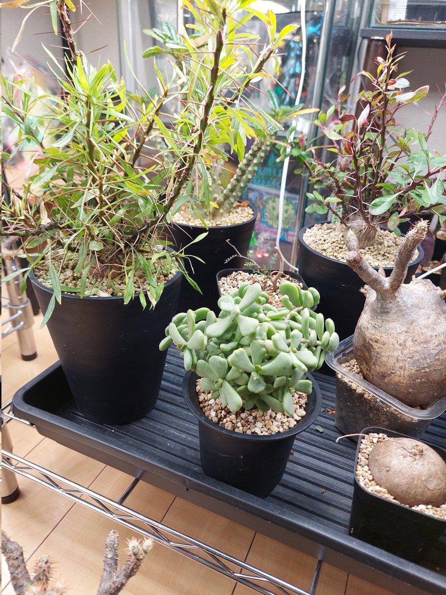 すれっしー tweet media