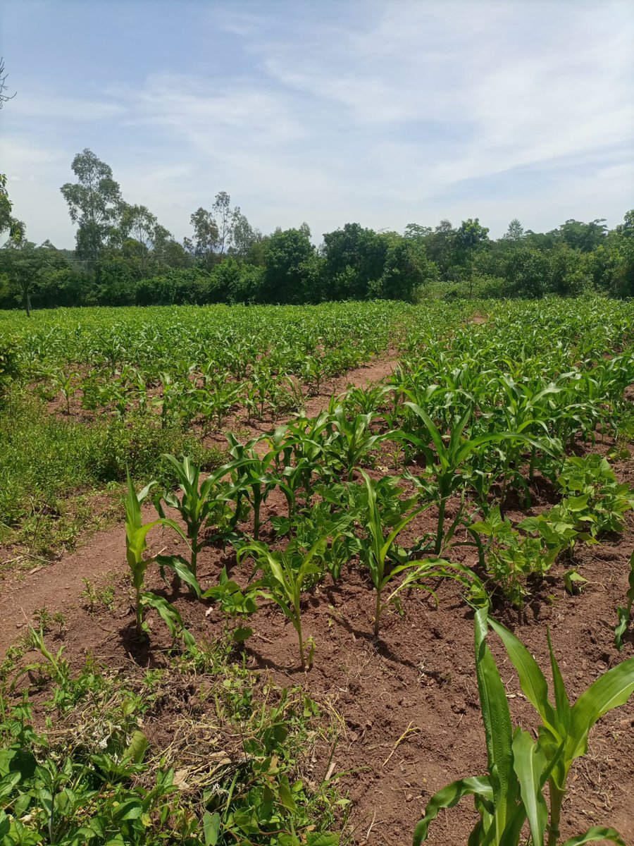 O$$@. && omollo tweet media