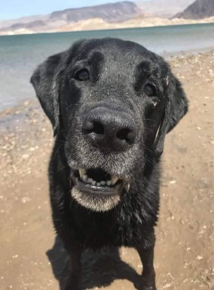 t4hrts's tweet image. Can we get some love for a senior dog? He's the goodest boy.🙂