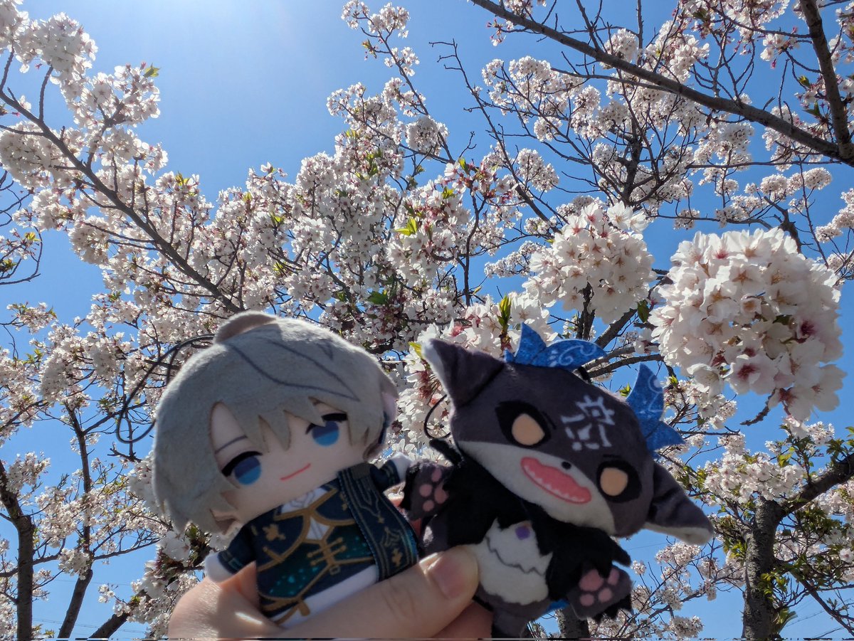 ayaka_319li's tweet photo. お花見してきました🌸
まだ綺麗に咲いてくれててよかった https://t.co/fuadHFWA4U