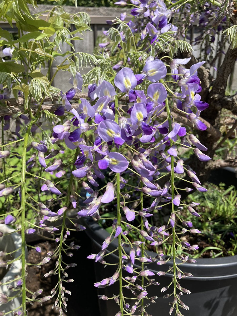 macharow's tweet photo. 実家の藤がめちゃ花つけてくれた。陽当たり抜群なのと肥料が効いたんやろなあ。最高すぎる。
#藤の花 https://t.co/ulP4Dj2mbr