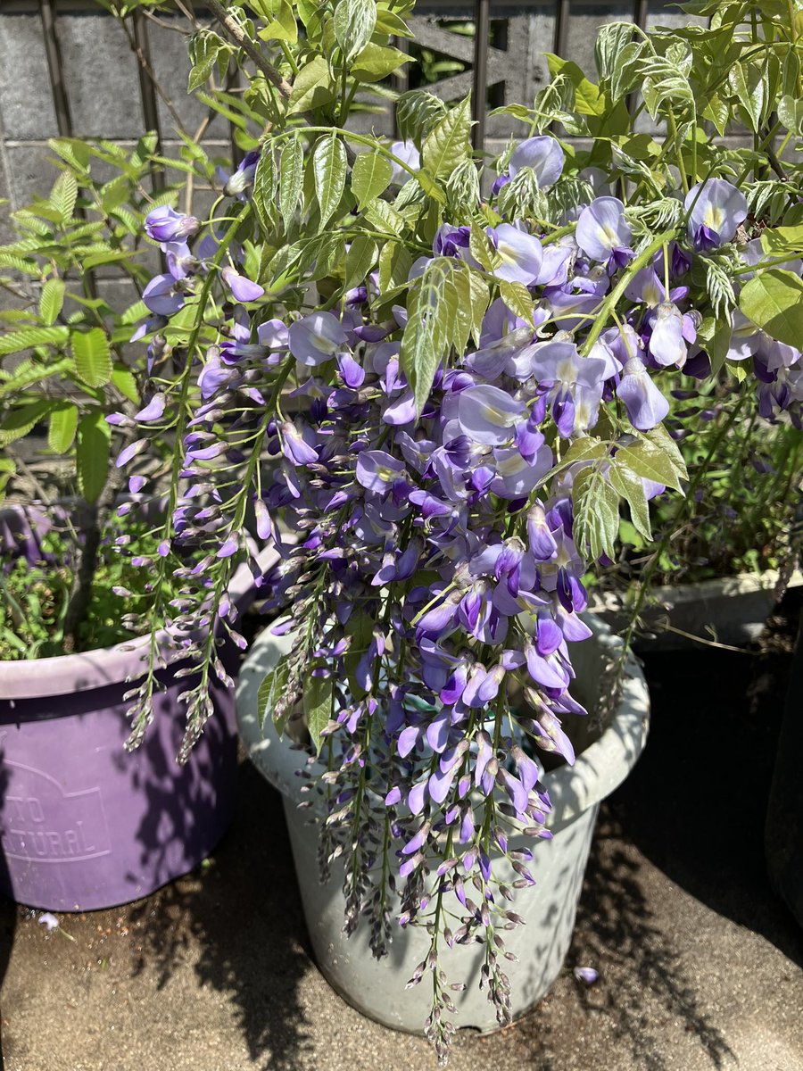 macharow's tweet photo. 実家の藤がめちゃ花つけてくれた。陽当たり抜群なのと肥料が効いたんやろなあ。最高すぎる。
#藤の花 https://t.co/ulP4Dj2mbr