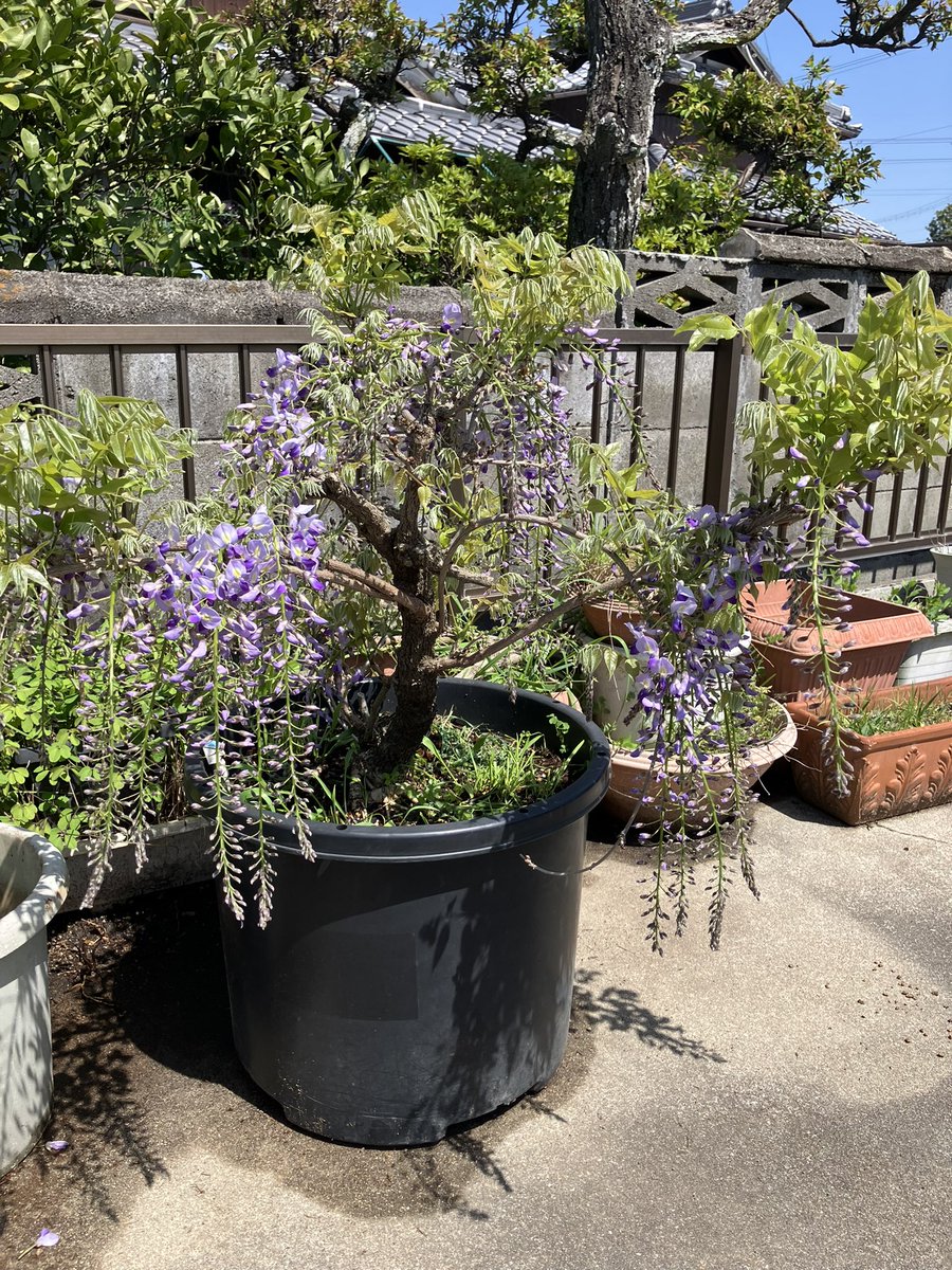 macharow's tweet photo. 実家の藤がめちゃ花つけてくれた。陽当たり抜群なのと肥料が効いたんやろなあ。最高すぎる。
#藤の花 https://t.co/ulP4Dj2mbr