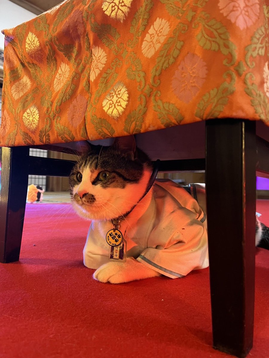 wakakusa_inari's tweet photo. たいち権禰宜🐈
夜桜を愛でる！

#若草稲荷神社
#桜咲く🌸 
#桜詣
#若草にゃんず🐈🐈‍⬛ https://t.co/nN3UhiogDp