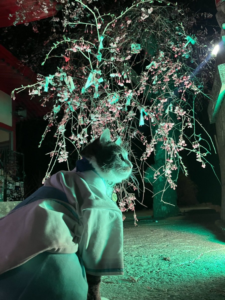 wakakusa_inari's tweet photo. たいち権禰宜🐈
夜桜を愛でる！

#若草稲荷神社
#桜咲く🌸 
#桜詣
#若草にゃんず🐈🐈‍⬛ https://t.co/nN3UhiogDp