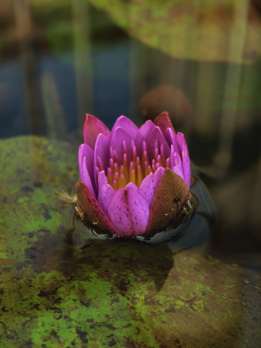 Paritosh_33's tweet image. Good evening..
#PhotographyIsArt #Saturday