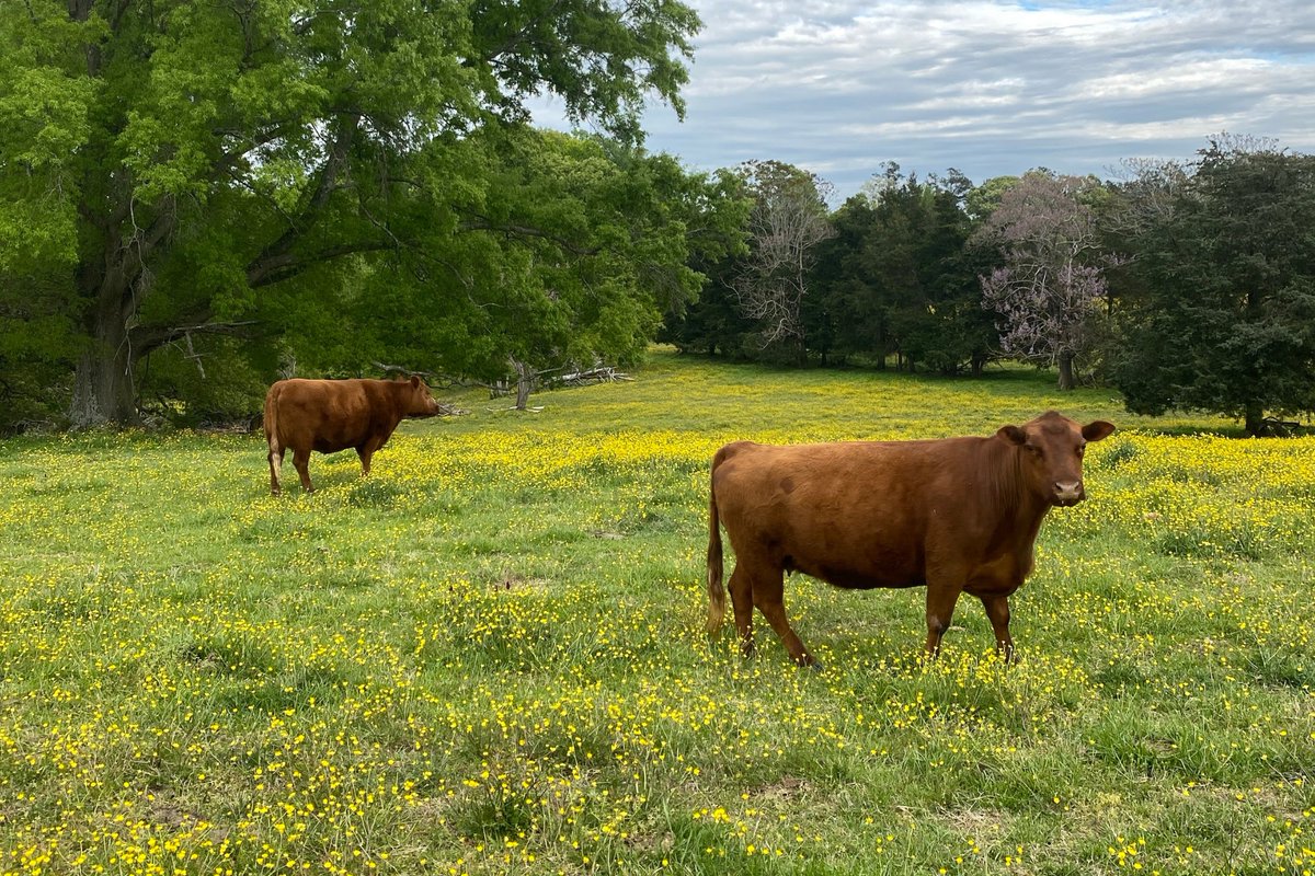 Diary of Abandonment tweet media