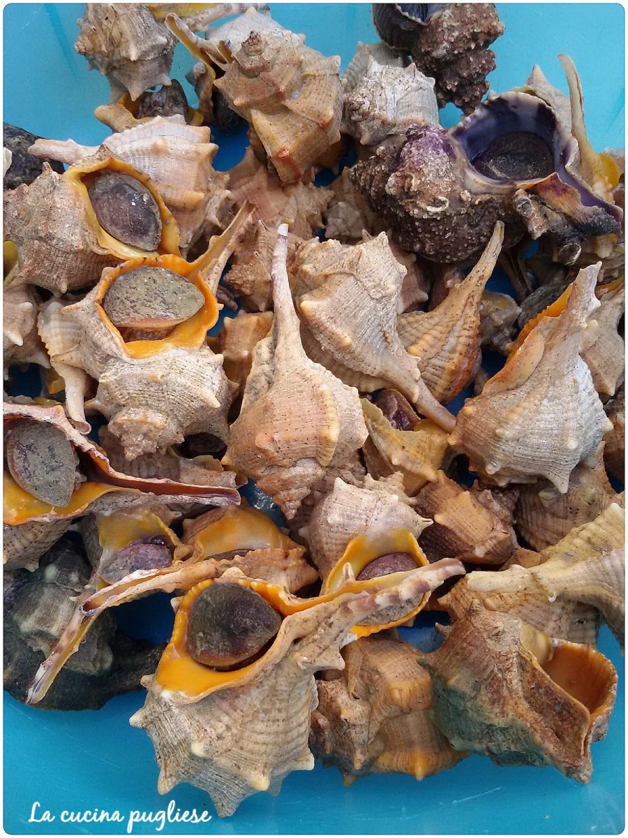Cucinapugliese's tweet image. Squisiti "Murici di mare" (chiamati anche Còccioli, Cuzzìuli o Cuècciuli) Made in Puglia 🇮🇹💝🥰

👇 Per saperne di piu': 👇
➜ lacucinapugliese.org/murici-di-mare…

#11aprile2026 #foodlover #FoodLovers #puglia #salento #cucina #blogger #lunch #italia #italy