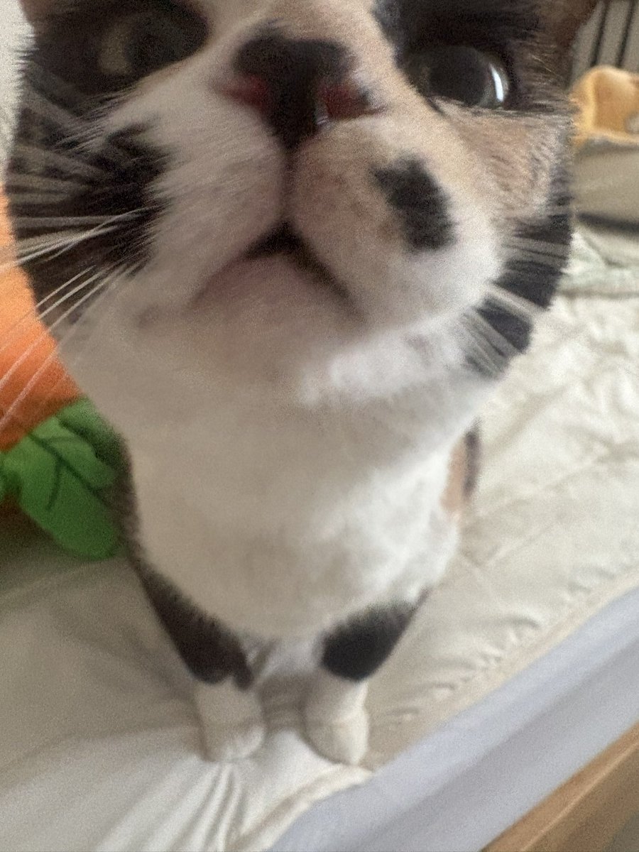 이단풍(12세) tweet media