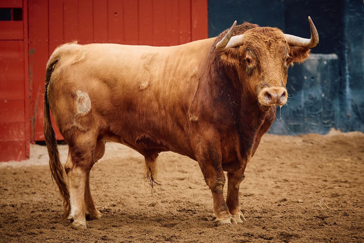 lancesmaestranza tweet media