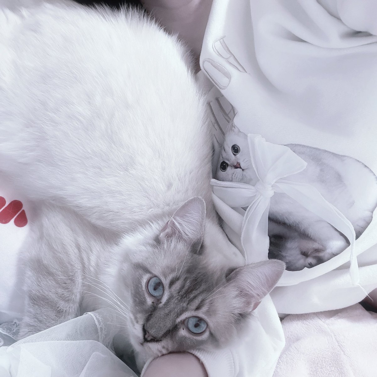 amu@10㌔太りし悲しき𝑴𝒐𝒏𝒔𝒕𝒆𝒓 tweet media