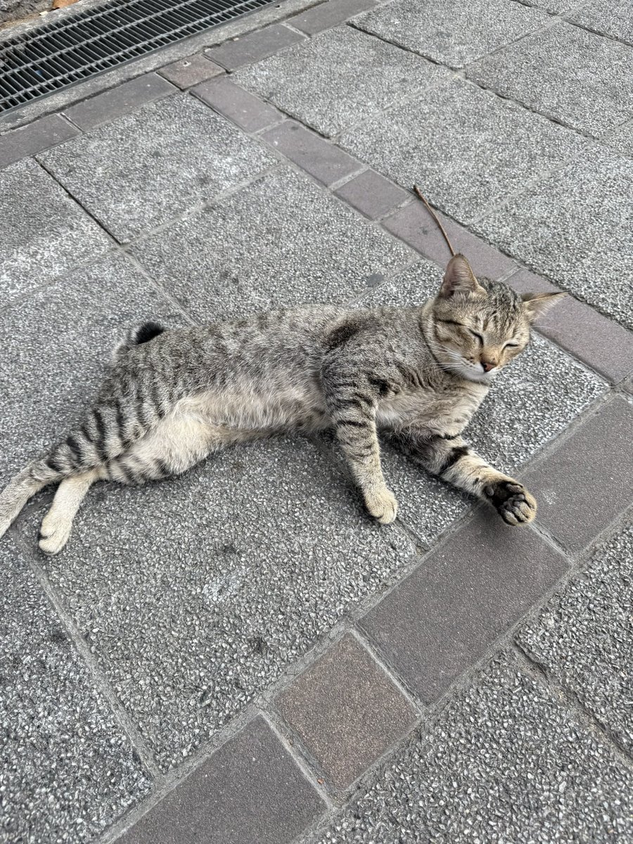 Sleepyhead 🫩 สาขา 2 tweet media