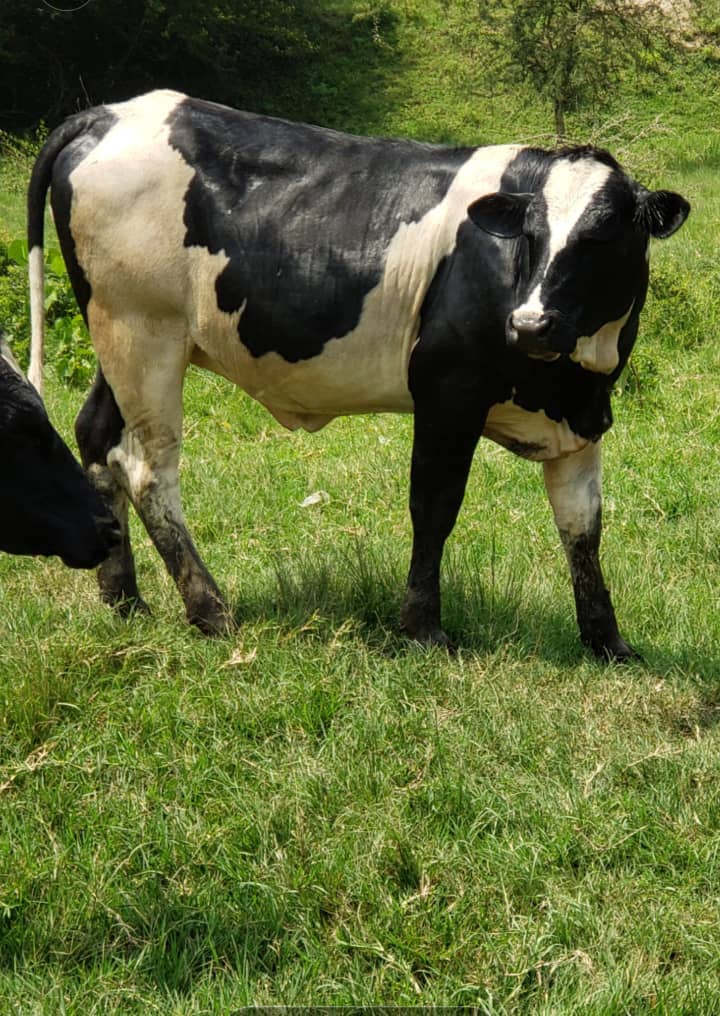 Dr Nathan Mushabe tweet media