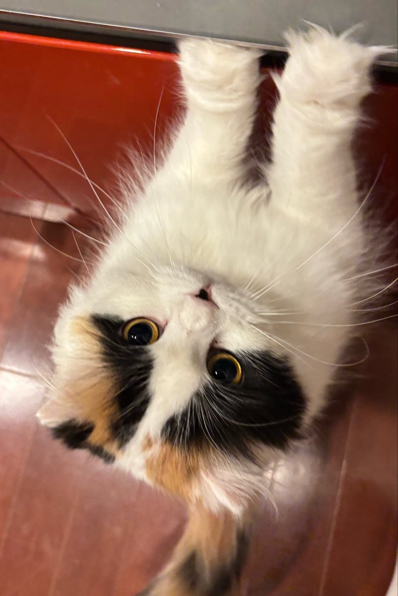 ただいま！！！！キムチ！！！！
「待ってたョ」

김치 보고 싶어서 집까지 뛰어왔어요💨