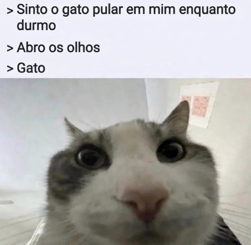 gatos fazendo gatices tweet media