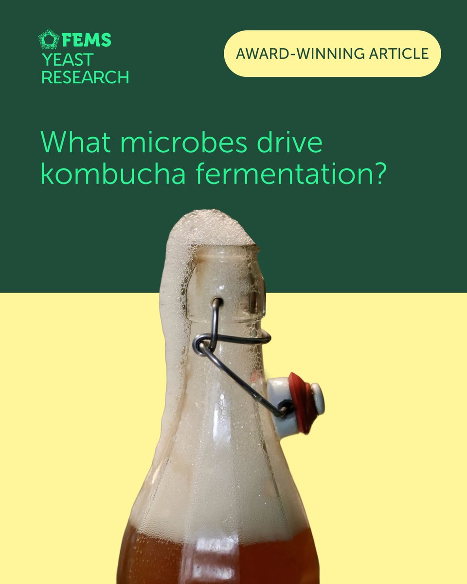 Kombucha fermentation depends on a symbiosis of yeasts and bacteria. The 2025 FEMS Yeast Research Article Award winner analysed 23 starters and found a consistent microbial core across origins: 

Read the award winning article: buff.ly/RqHpaDp