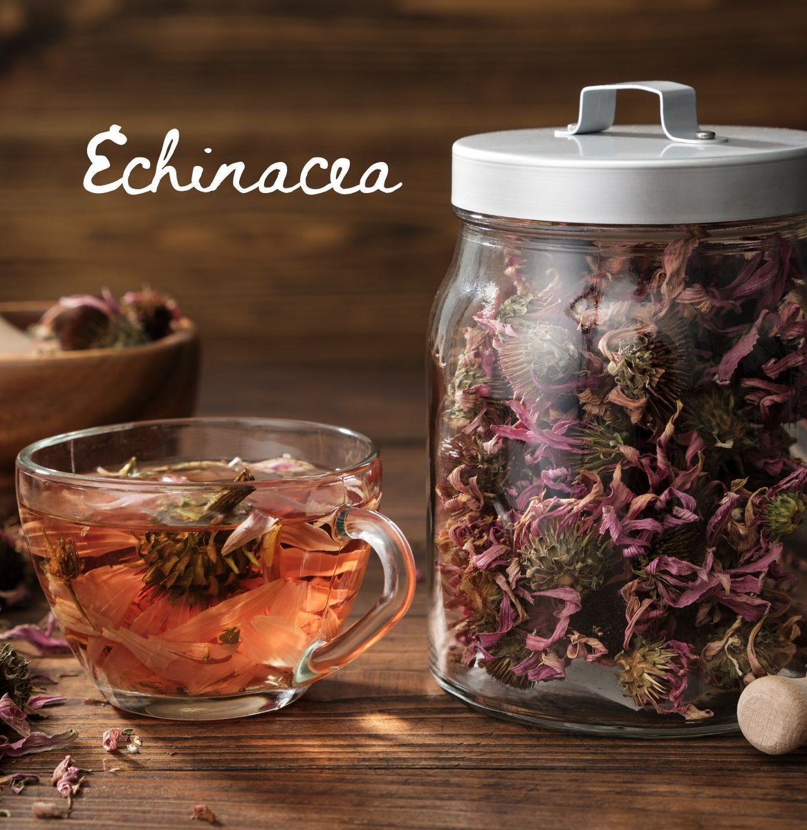 GWIntegrative's tweet photo. EP107, a specialized echinacea extract, has been shown to significantly and safely reduce symptoms of mild-to-moderate anxiety. Studies suggest it acts by modulating endocannabinoid signaling via alkamides. https://t.co/NjjoCSvFpL https://t.co/Ep4Dl7amDD
