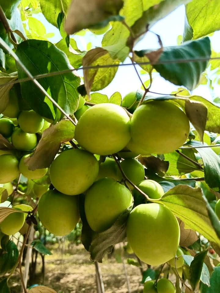 Nguyễn Nam | John tweet media