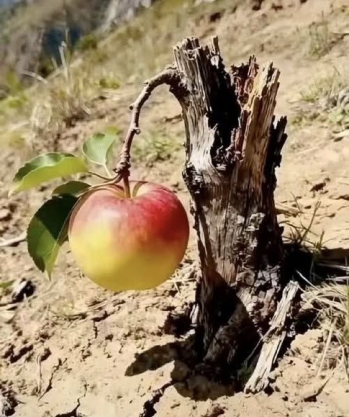 İlayda Mutluer tweet media