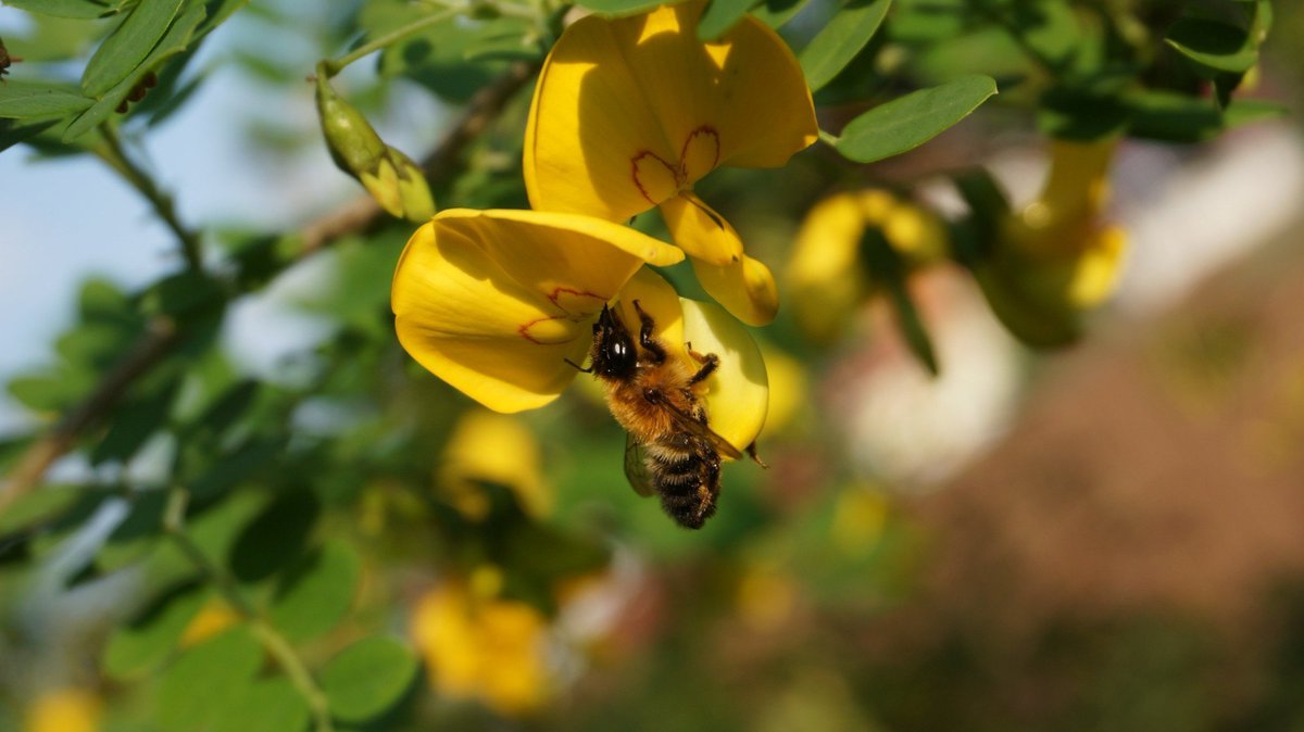 Biologische Schutzgemeinschaft tweet media