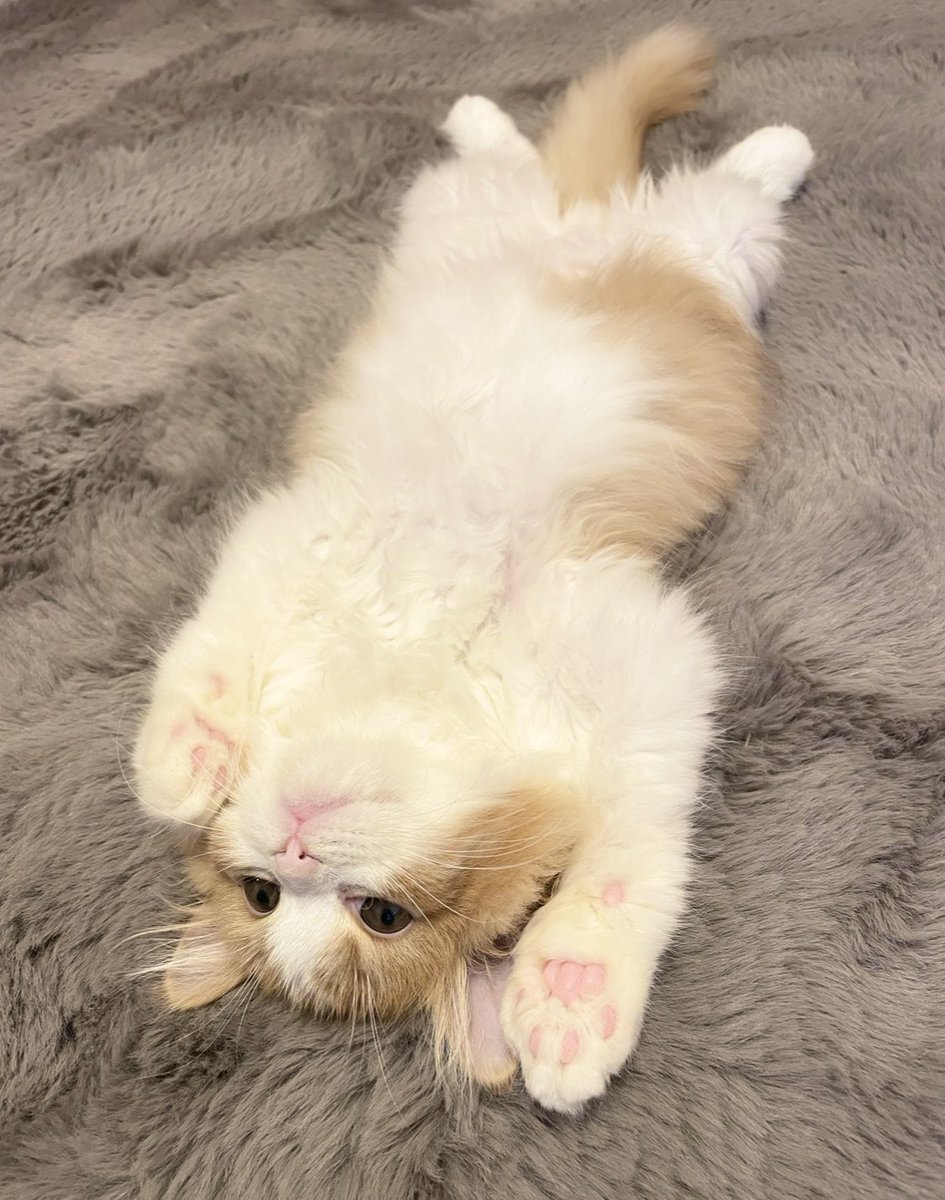 Laviere🐾動物アクセサリー tweet media
