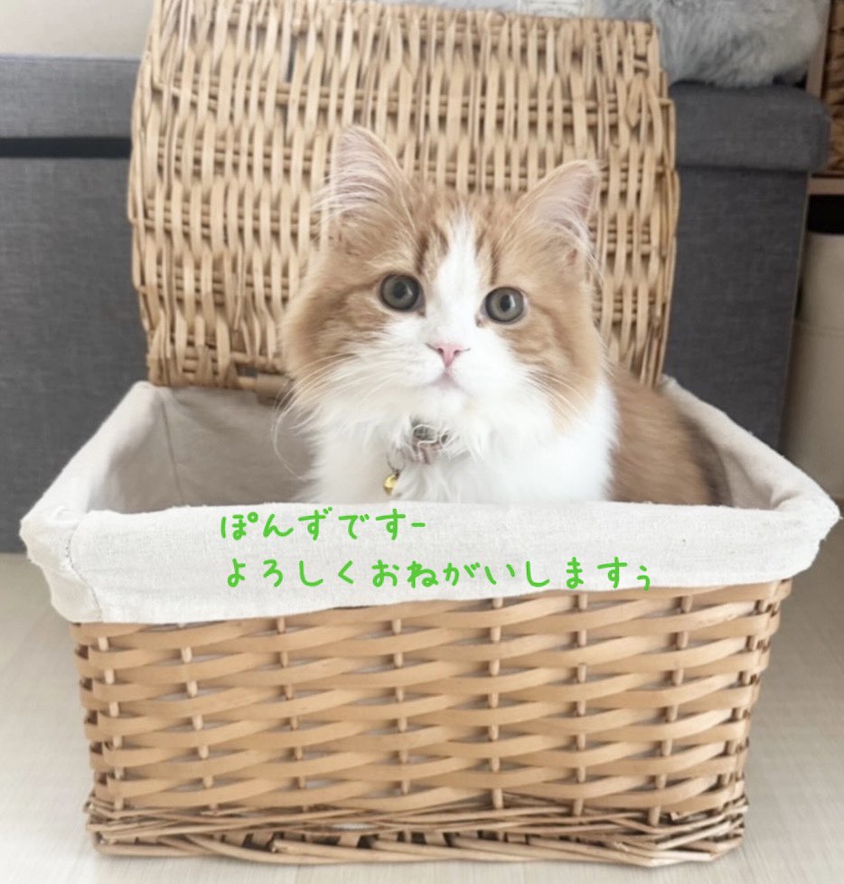 Laviere🐾動物アクセサリー tweet media