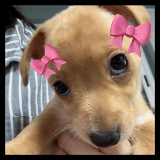 Mika⁷ ꕤ NÃO VAI VER O BTS tweet media