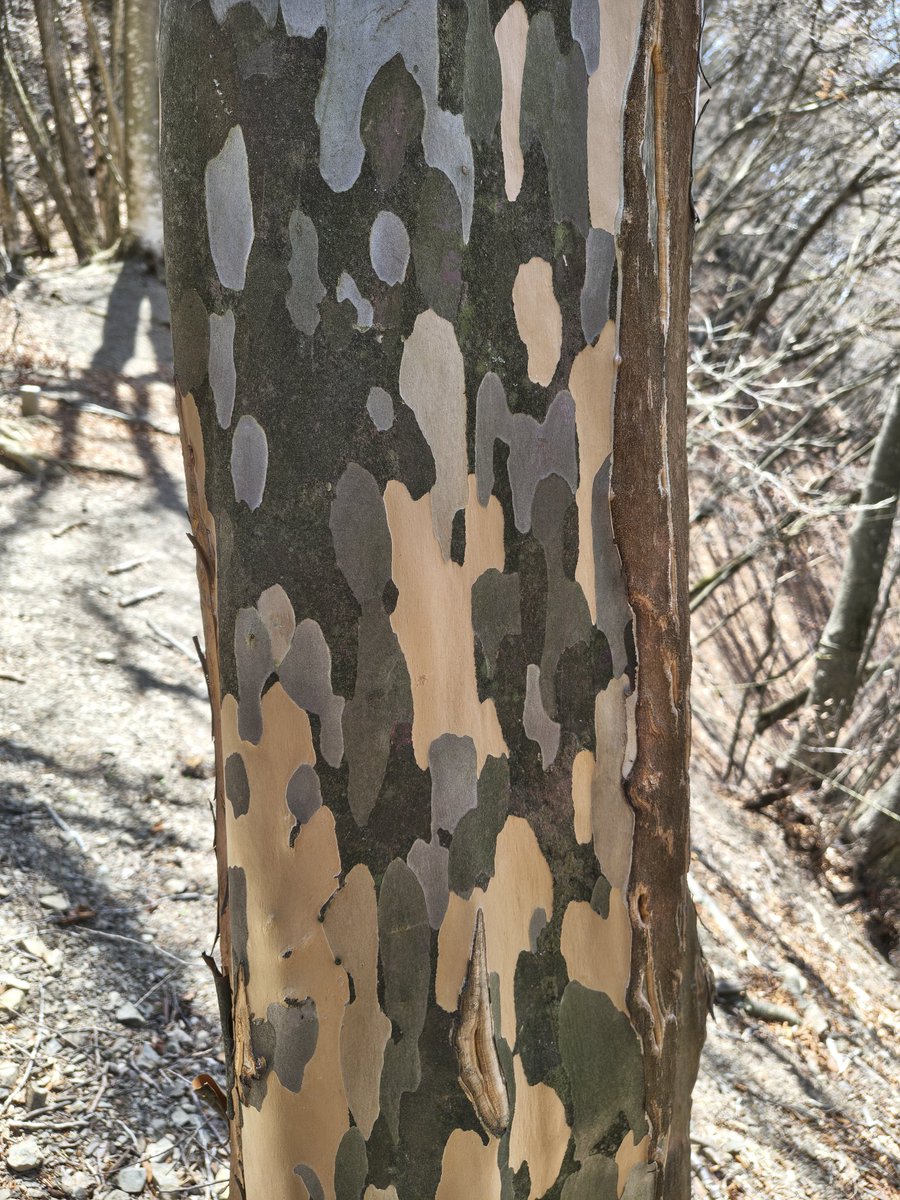 じぇふいー tweet media