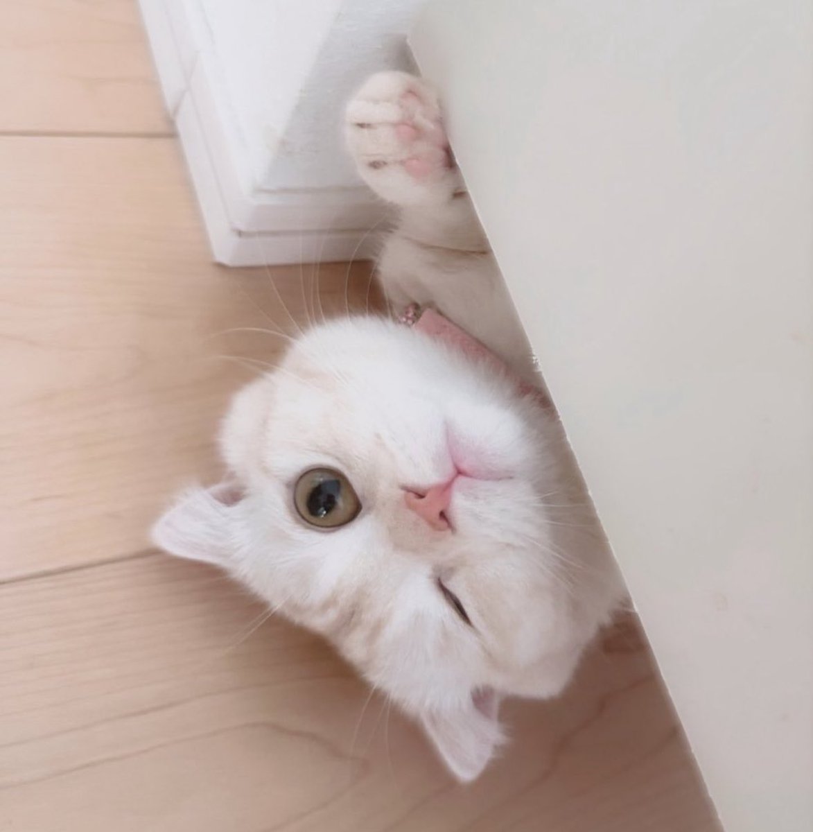 𝖕𝖔𝖒𝖚🦋 tweet media