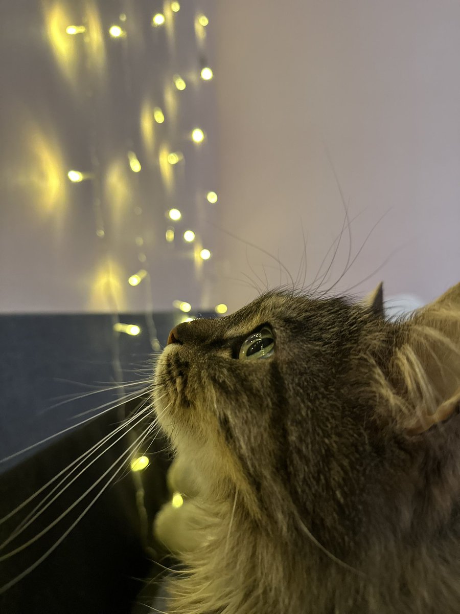 многоокое tweet media