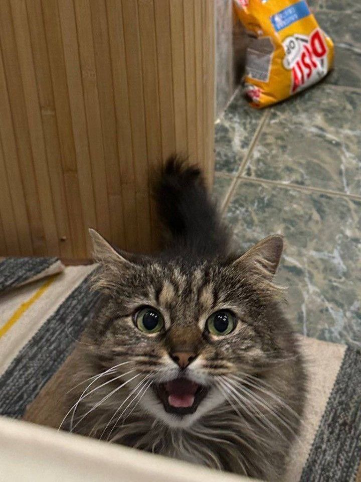 многоокое tweet media