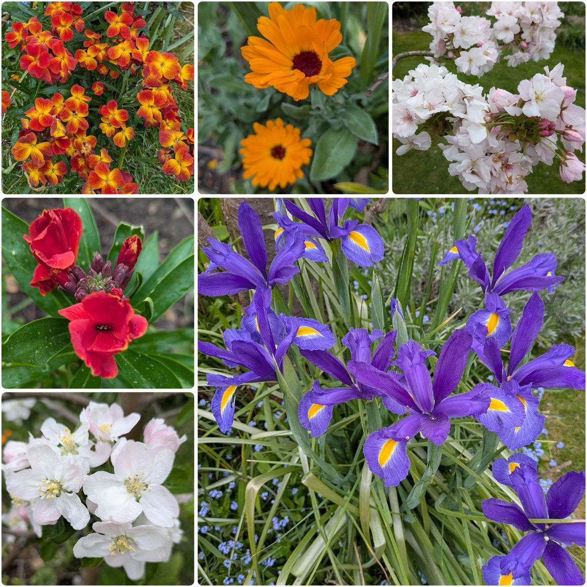 robgoldsmith3's tweet photo. #SixOnSaturday #SpringColour Iris, Wallflowers, calendulas, cherry &amp; apple blossom. Enjoy your weekends. https://t.co/OTqBd5bdz4