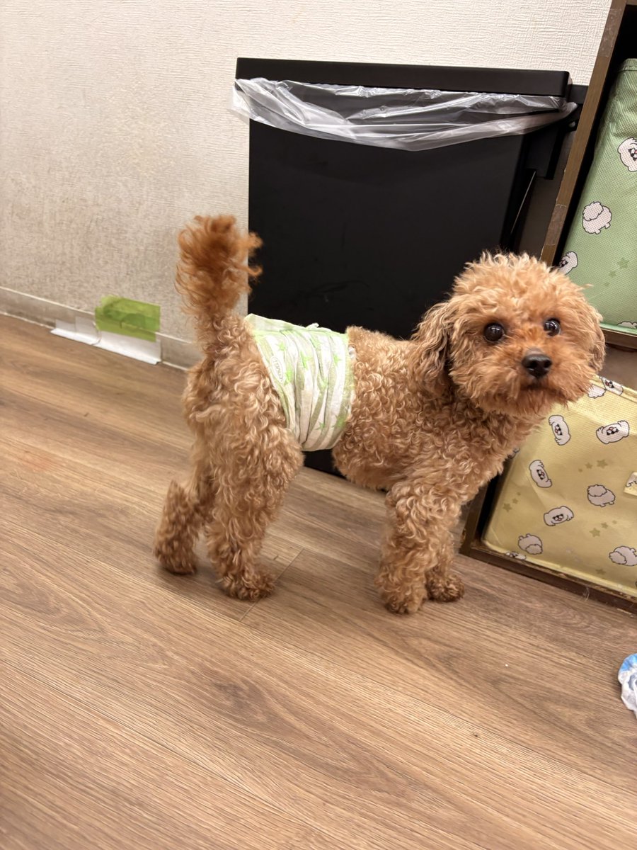 保護犬カフェ®︎寺田町店(ラブファイブ) tweet media