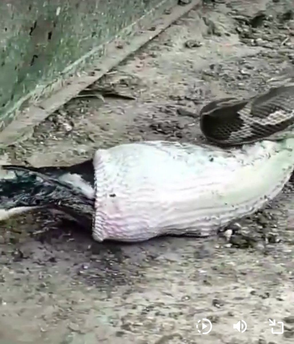 NINJACRYPT🥷 tweet media