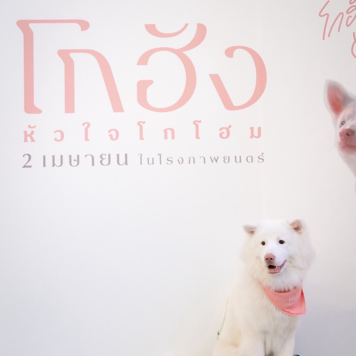 SF Cinema tweet media