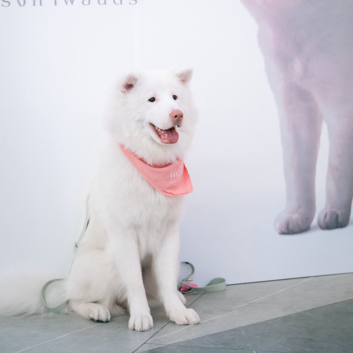 SF Cinema tweet media