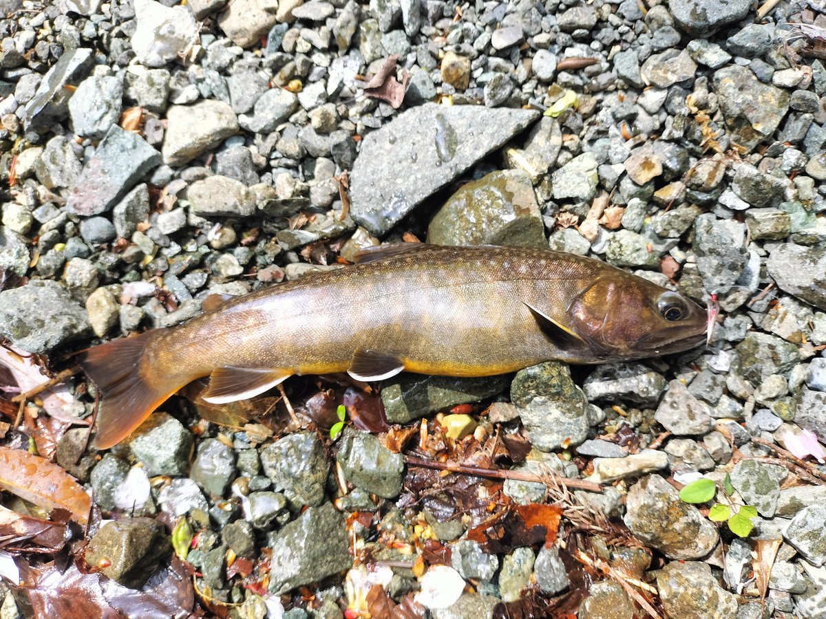 パーム tweet media