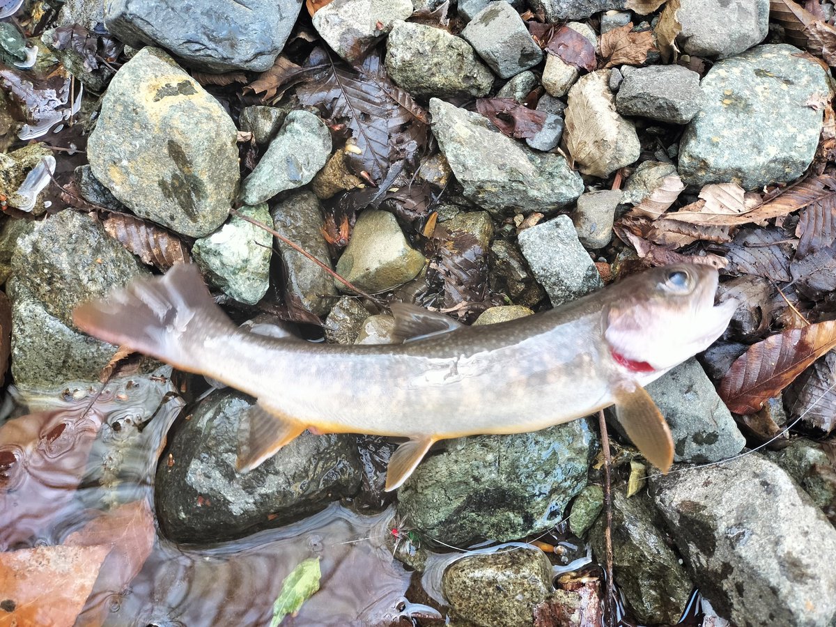 パーム tweet media