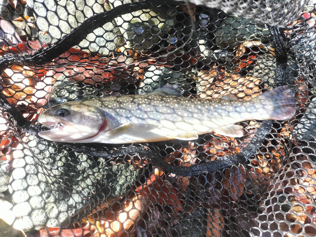 パーム tweet media