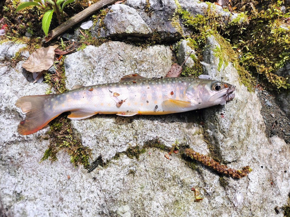 パーム tweet media