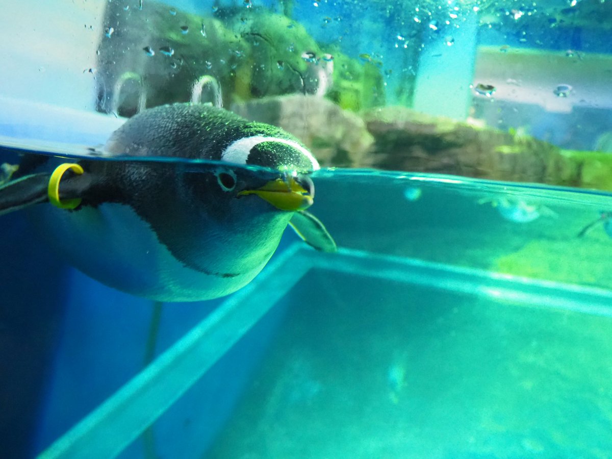 だんごむし tweet media