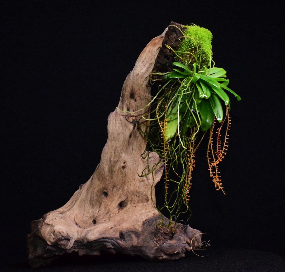 ElaOrchids tweet media