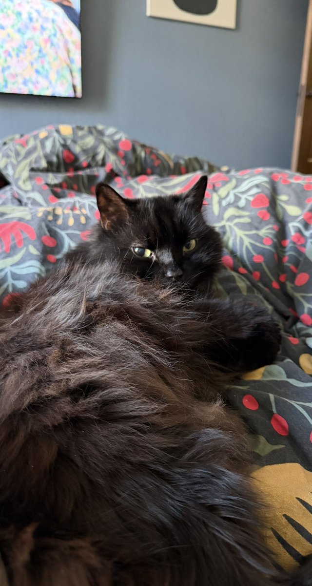 Опять эта Кисимяка tweet media