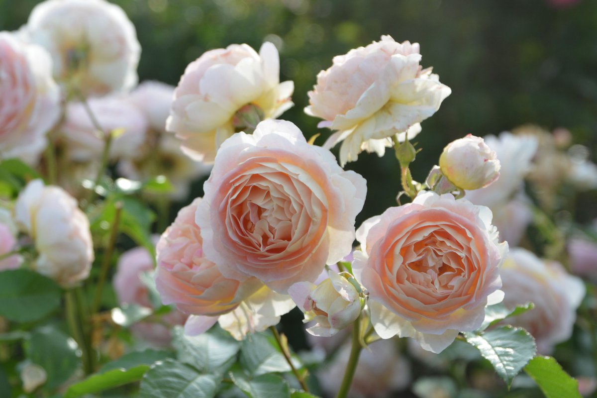 サシェ Sachet 

淡いアプリコットからピンクの花色にころころとしたカップ咲きの中輪花房咲き ダマスクにフルーツの芳香 

4月13日9時ころより販売再開

【公式本店】baranoie.com/shopdetail/000…
【楽天店】item.rakuten.co.jp/baranoie/10038…
【Yahoo!店】store.shopping.yahoo.co.jp/baranoie-store…