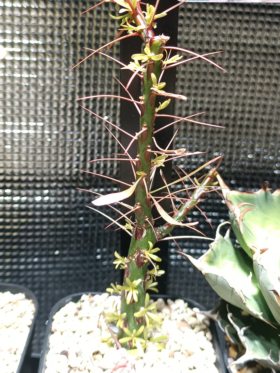 マミヤ tweet media