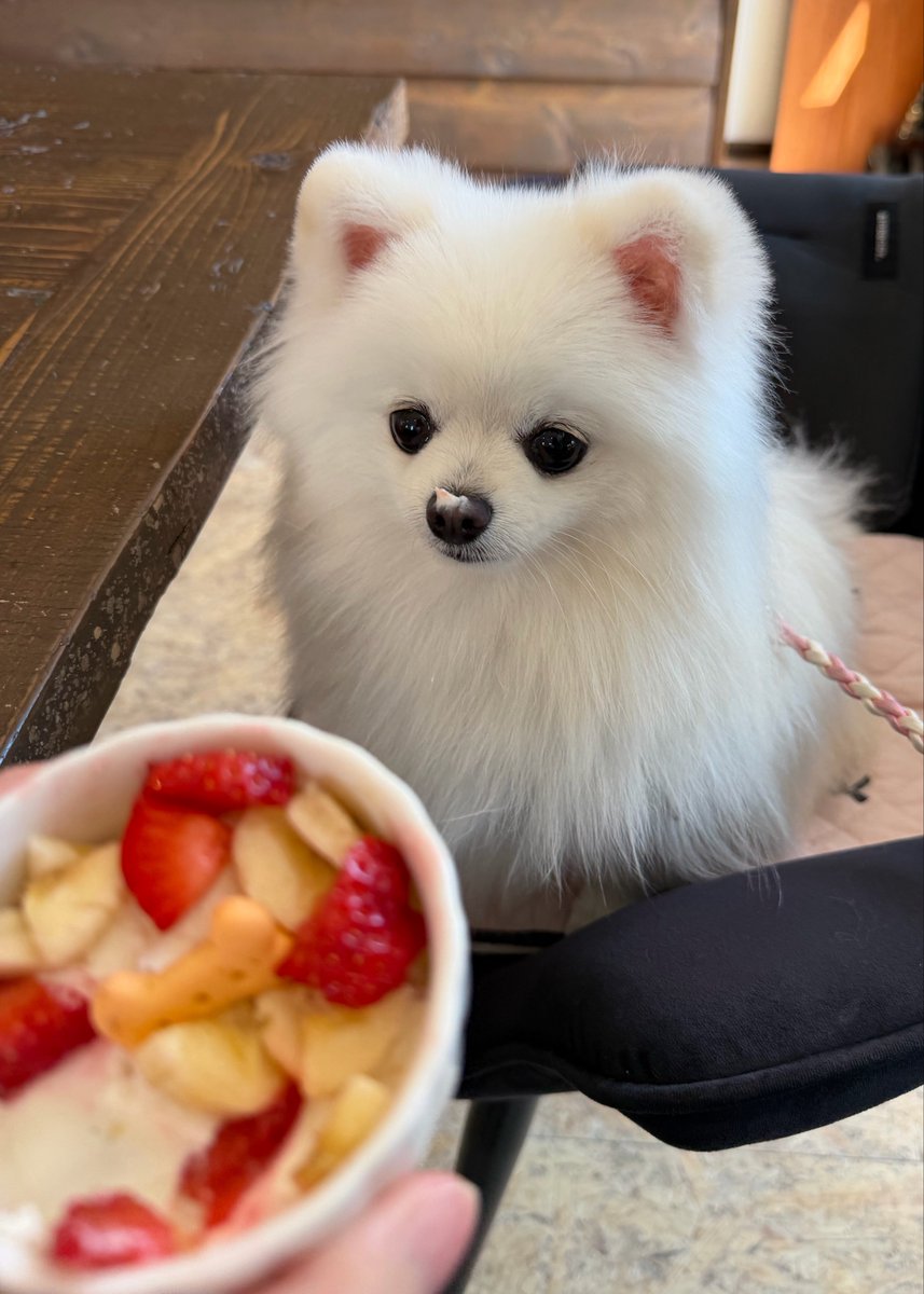 ポメラニアン ましゅまろ🐶 tweet media