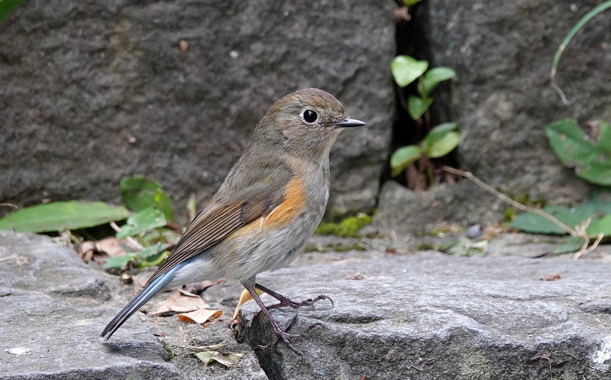 JJohannesM51's tweet image. 👋Have a nice Saturday #everyone 😊🦋🕊️🌹☀️Mukavaa lauantaita #kaikille 😊🦋🕊️🌹☀️(Sinipyrstö, Torsiger cyanurus) Naaras, by Lin Sun-Fong, Uros, by Imran Shah